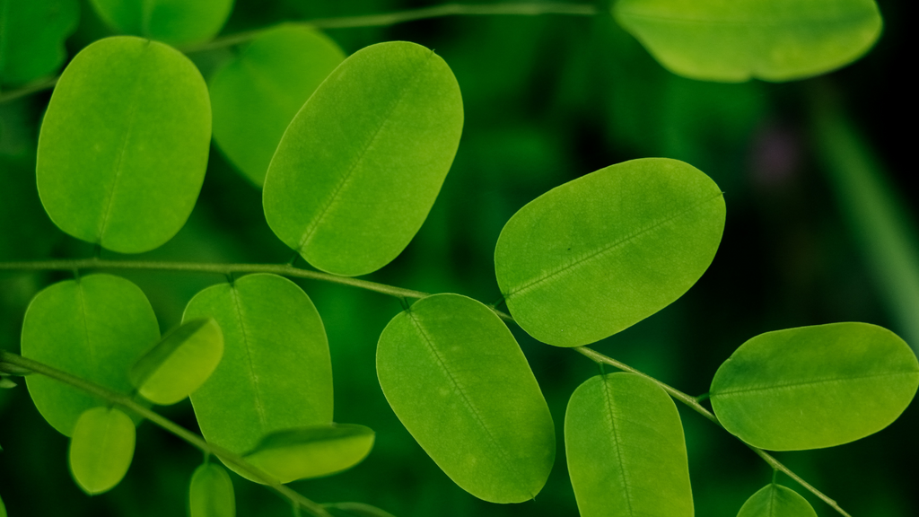 Protect Your Skin From Sun Damage With Moringa