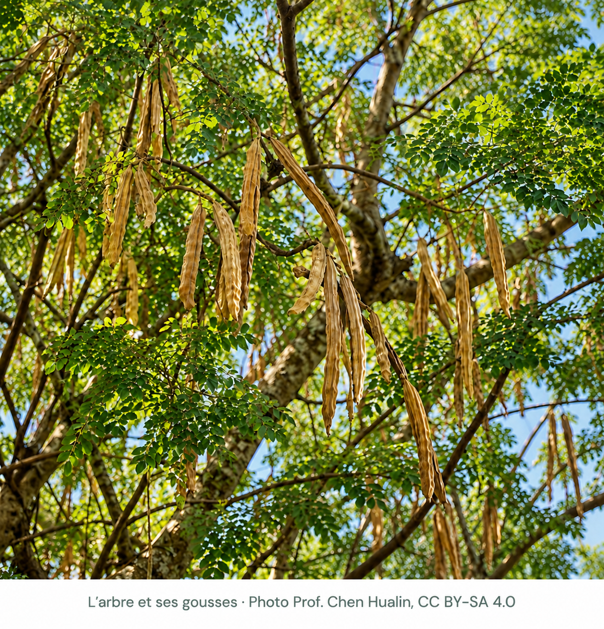 Arbre de moringa